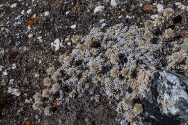 Taş ve çiçek dokusu arka plan, Himalaya dağları, Nepal