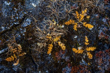Taş ve çiçek dokusu arka plan, Himalaya dağları, Nepal