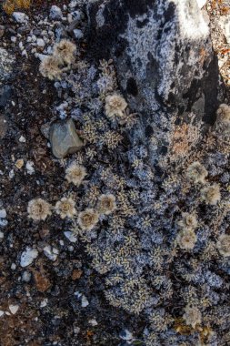 Taş ve çiçek dokusu arka plan, Himalaya dağları, Nepal