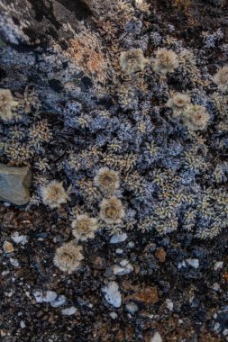 Taş ve çiçek dokusu arka plan, Himalaya dağları, Nepal
