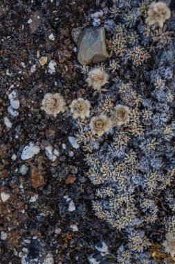 Taş ve çiçek dokusu arka plan, Himalaya dağları, Nepal