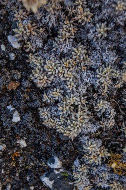 Taş ve çiçek dokusu arka plan, Himalaya dağları, Nepal