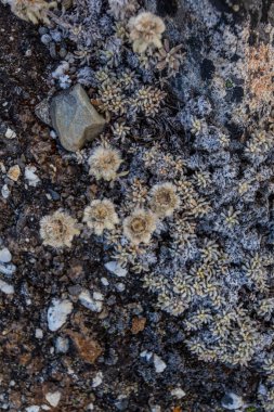 Taş ve çiçek dokusu arka plan, Himalaya dağları, Nepal