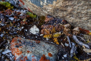 Taş ve çiçek dokusu arka plan, Himalaya dağları, Nepal