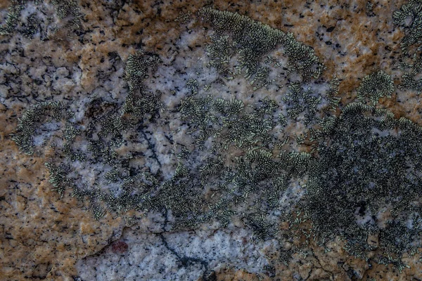 Steinens Tekstur Med Mose Himalaya – stockfoto