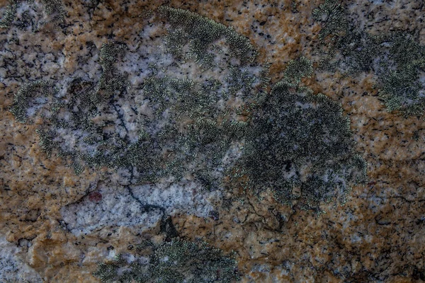 有苔藓的石头的纹理 喜马拉雅山 — 图库照片