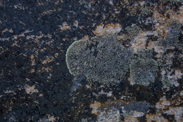 有苔藓的石头的纹理 喜马拉雅山 — 图库照片