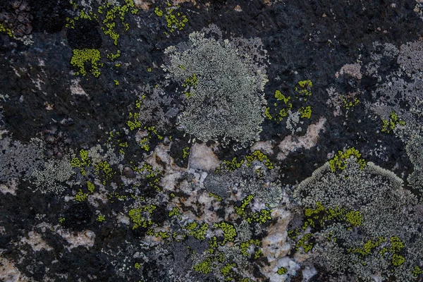 Textura Pedra Com Musgo Sobre Ela Himalaia — Fotografia de Stock