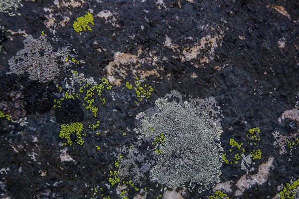 石の質感と苔の上にあるヒマラヤ — ストック写真