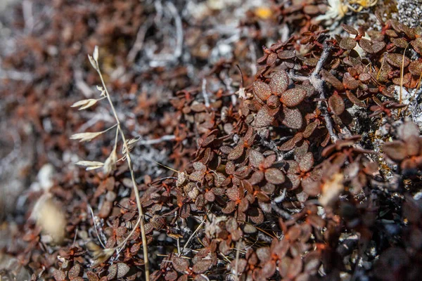 Sten Och Blommor Konsistens Bakgrund Himalaya Berg Nepal — Stockfoto