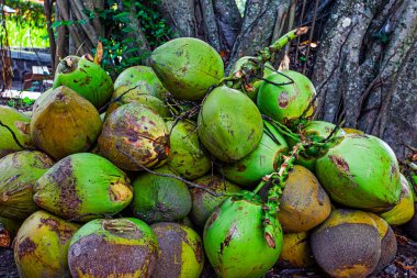 Ağaçların yanında bir sürü yeşil hindistan cevizi var.