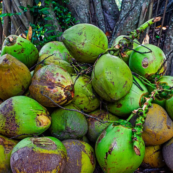 Muitos Dos Cocos Verdes Perto Árvore — Fotografia de Stock