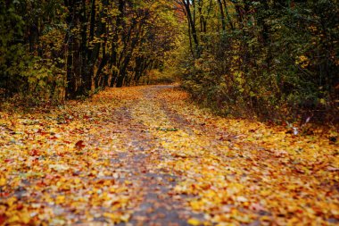 Güzel Renkli Sonbahar Yaprakları / Yeşil, Sarı, Turuncu, Kırmızı