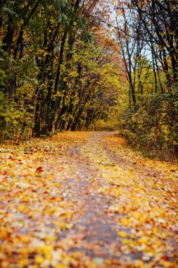 Güzel Renkli Sonbahar Yaprakları / Yeşil, Sarı, Turuncu, Kırmızı