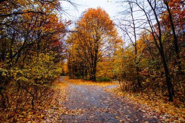 Güzel Renkli Sonbahar Yaprakları / Yeşil, Sarı, Turuncu, Kırmızı