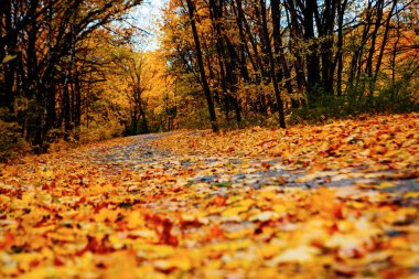 Güzel Renkli Sonbahar Yaprakları / Yeşil, Sarı, Turuncu, Kırmızı