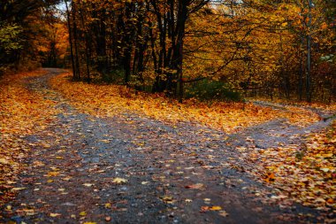 Güzel Renkli Sonbahar Yaprakları / Yeşil, Sarı, Turuncu, Kırmızı