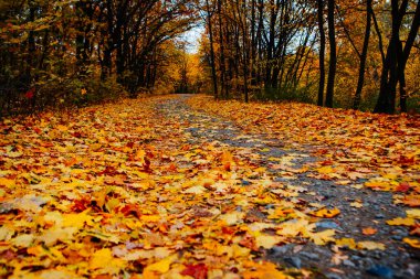 Güzel Renkli Sonbahar Yaprakları / Yeşil, Sarı, Turuncu, Kırmızı