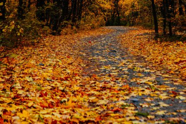 Güzel Renkli Sonbahar Yaprakları / Yeşil, Sarı, Turuncu, Kırmızı