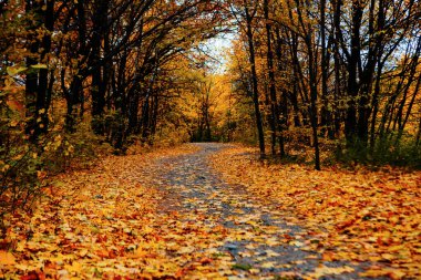 Güzel Renkli Sonbahar Yaprakları / Yeşil, Sarı, Turuncu, Kırmızı