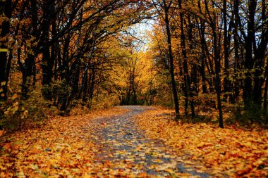 Güzel Renkli Sonbahar Yaprakları / Yeşil, Sarı, Turuncu, Kırmızı