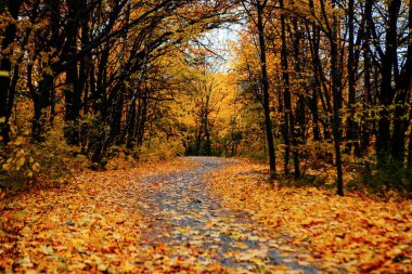 Güzel Renkli Sonbahar Yaprakları / Yeşil, Sarı, Turuncu, Kırmızı
