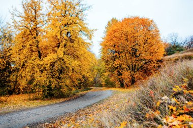 Güzel Renkli Sonbahar Yaprakları / Yeşil, Sarı, Turuncu, Kırmızı
