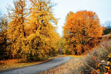 Güzel Renkli Sonbahar Yaprakları / Yeşil, Sarı, Turuncu, Kırmızı