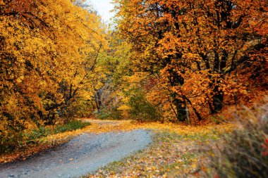 Güzel Renkli Sonbahar Yaprakları / Yeşil, Sarı, Turuncu, Kırmızı