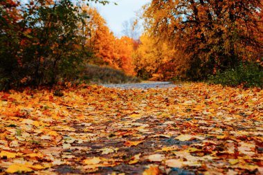 Güzel Renkli Sonbahar Yaprakları / Yeşil, Sarı, Turuncu, Kırmızı