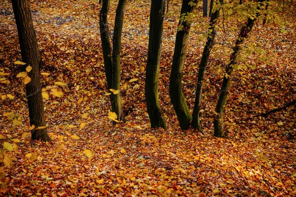 Красные Красочные Осенние Цвета Лесу Дороги Солнечный Свет Осенний Сезон — стоковое фото
