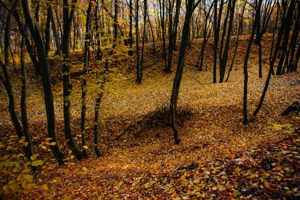 Couleurs Automne Rouges Colorées Dans Forêt Avec Une Route Soleil — Photo