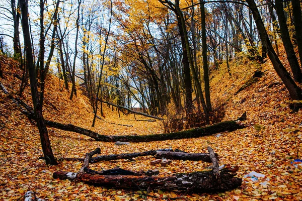 Couleurs Automne Rouges Colorées Dans Forêt Avec Une Route Soleil — Photo