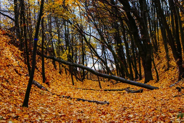 Rot Und Bunte Herbstfarben Wald Mit Einer Straße Und Sonnenschein — Stockfoto
