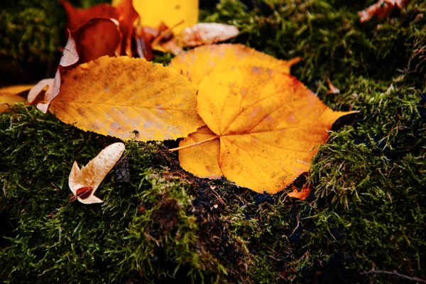 Hojas Caídas Cerca Hermoso Árbol Bosque Otoño Clima Soleado —  Fotos de Stock