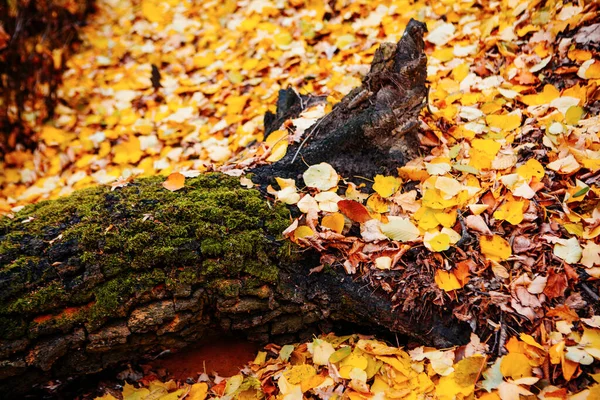 Folhas Caídas Perto Árvore Bonita Floresta Outono Tempo Ensolarado — Fotografia de Stock