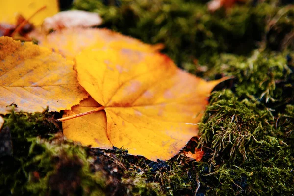 天気の良い秋の森の美しい木の近くに落ちた葉 — ストック写真