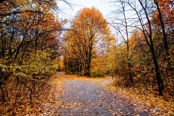 Güzel Renkli Sonbahar Yaprakları / Yeşil, Sarı, Turuncu, Kırmızı