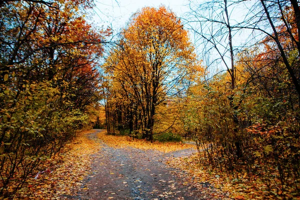 Belles Feuilles Automne Colorées Vert Jaune Orange Rouge — Photo