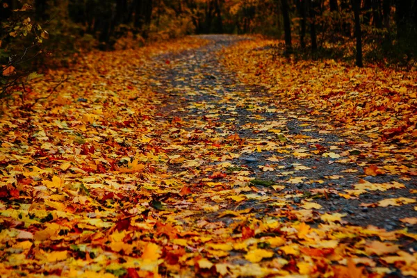 Belles Feuilles Automne Colorées Vert Jaune Orange Rouge — Photo