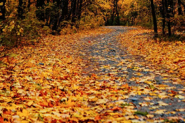 Belles Feuilles Automne Colorées Vert Jaune Orange Rouge — Photo