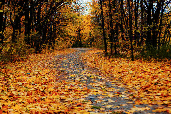 Beautiful Colorful Autumn Leaves / green, yellow, orange, red