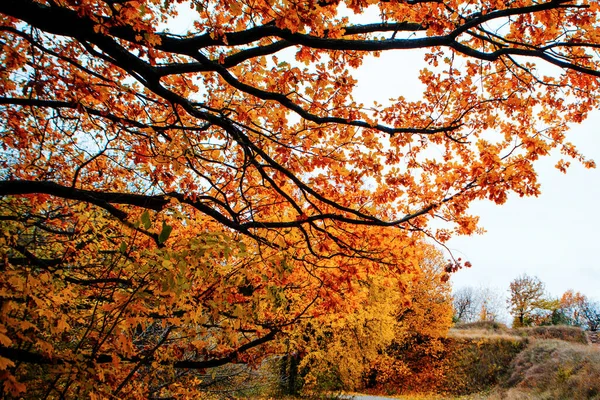 Belles Feuilles Automne Colorées Vert Jaune Orange Rouge — Photo