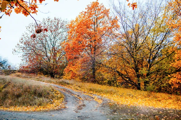 Schöne Bunte Herbstblätter Grün Gelb Orange Rot — Stockfoto