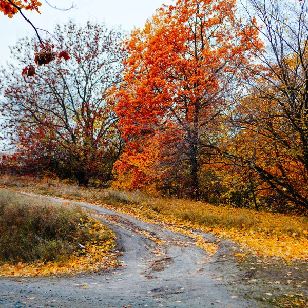 Schöne Bunte Herbstblätter Grün Gelb Orange Rot — Stockfoto