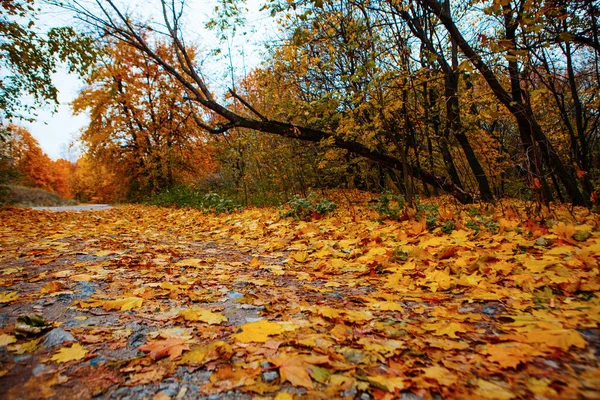 美丽多彩的秋叶 — 图库照片