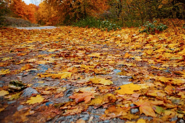 Цветные Листья Зеленые Желтые Оранжевые Красные — стоковое фото