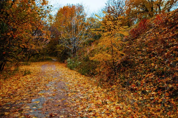 美丽多彩的秋叶 — 图库照片