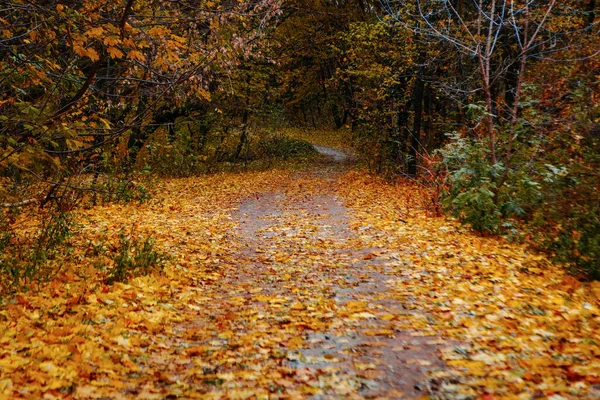 Цветные Листья Зеленые Желтые Оранжевые Красные — стоковое фото