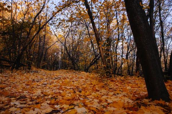 五彩缤纷的秋天 在森林里有一条路 秋天有阳光 — 图库照片